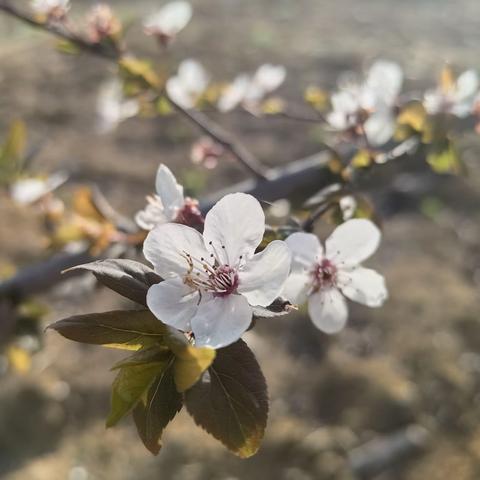 春风有信 花开有期