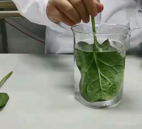 “植物的蒸腾作用”研究性学习（副本）