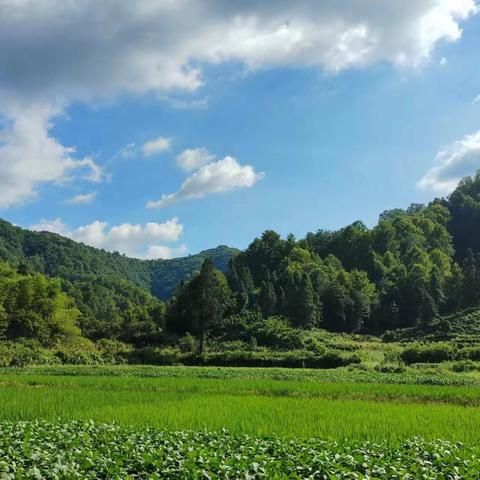 我的快乐暑假——碧山小学四（3）班胡雨欣