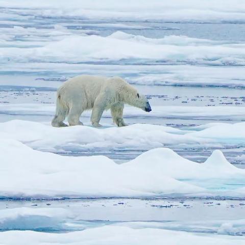 北 极 记 行（三）
