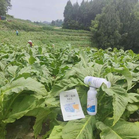 种植烤烟用肥技巧