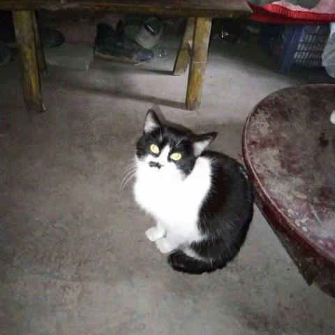 小猫