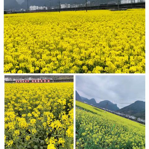 踏春——油菜花节