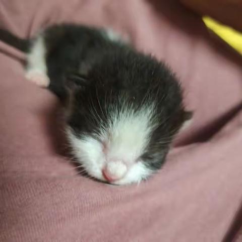 可爱的小猫