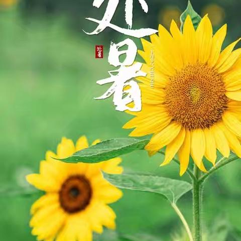 二十四节气   处暑