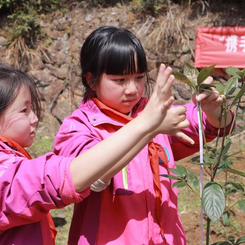 植此青绿 拥抱春天——大洋路小学教育集团仙渡校区2023学年项目化学习之植树节活动