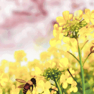 【主题教育】听讲座  学课标——柏庄镇西街小学语文组教研活动