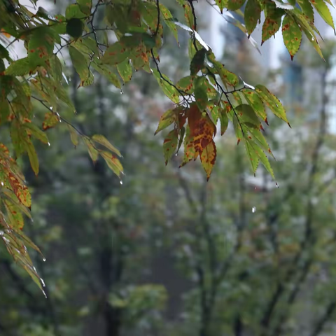 青春黄山，务实进取——黄山路初中第七周工作简报