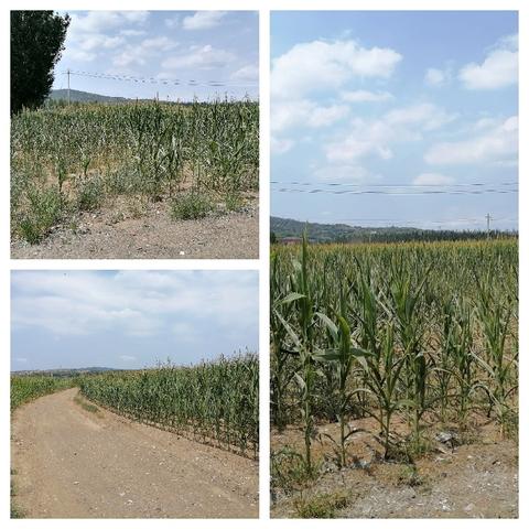 荫城镇李坊村第一网格员姜鹏飞8月份的日常