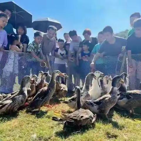 龙马村三月三活动邀请函