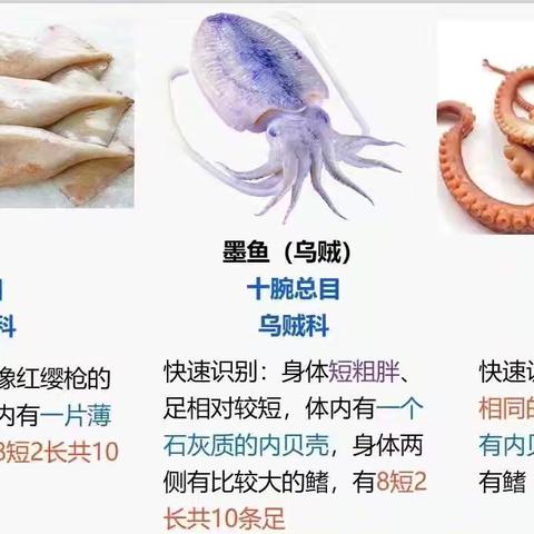 卢梭2班《乌贼》（线描）