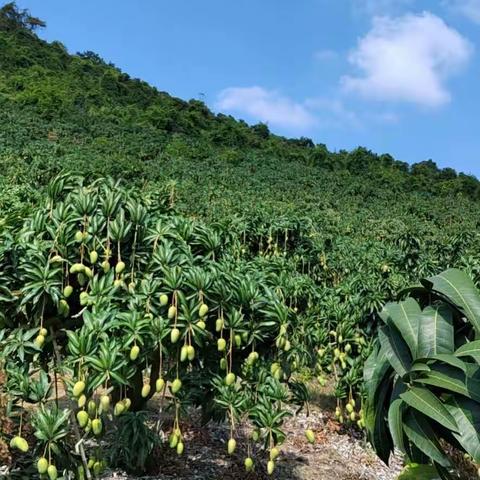 芒果树流胶的原因，你知道吗？