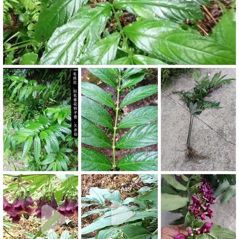 纯野生毛药花，垂花铃子香，