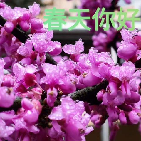 振鹏物业御璟城市花园小区2024年第一季度服务汇报