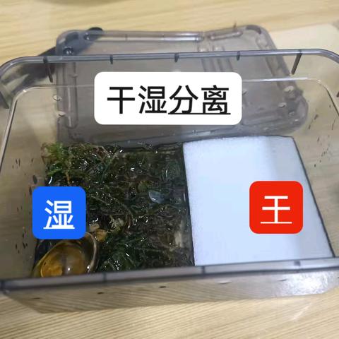 黄金角蛙观察记录