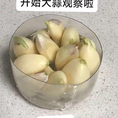 水培大蒜的观察日记