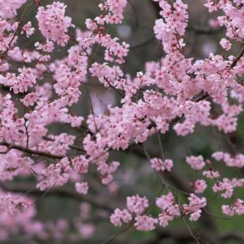 芳华待灼    弦歌不辍---联盟校青年教师数学课堂教学比赛活动。