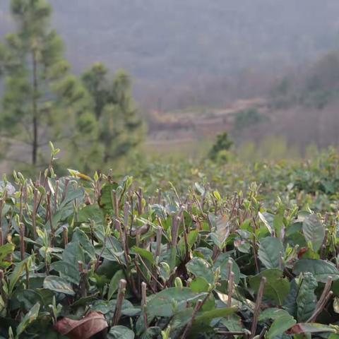 茶香四溢，榜上有“茗”， ‍乡村振兴正当时。 ‍ ——走进莲塘村过风岭茶园，品味春天的味道。