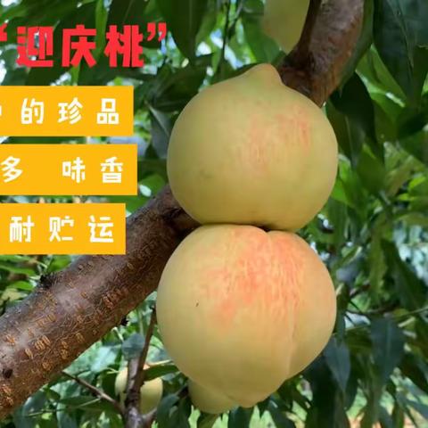 幸福田源的文章