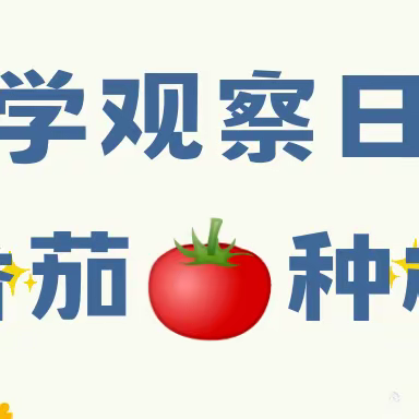 科学观察日记｜番茄种植🍅