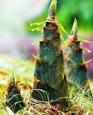 《你好·春笋》——精金实验幼儿园大（一）班 班本课程