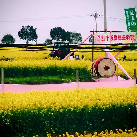 美丽乡村油菜花一一陈仓区周原镇油坊村