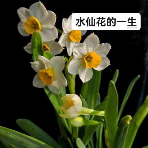 水仙花的一生🌺