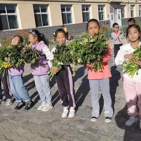 快乐种植，天道酬“ 芹”——五原县什巴中心校四年级种植活动