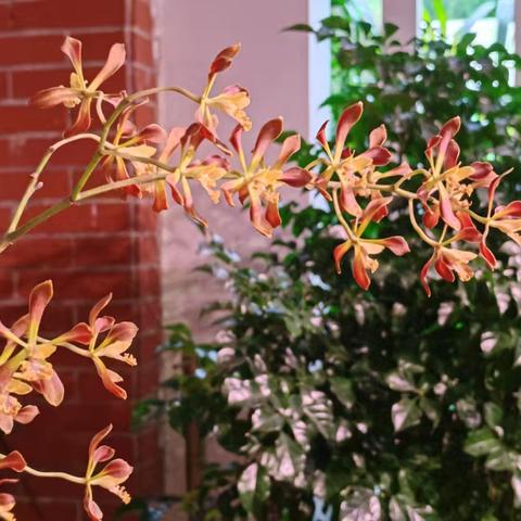 雨中山兰与芭蕉