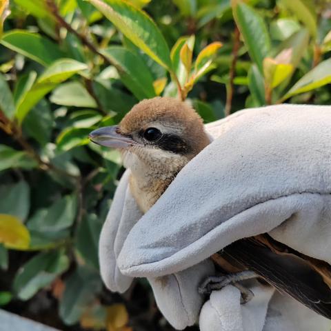亳州师专附小仁和路校区：棕背伯劳幼鸟救助——你我携手 共建和谐生态