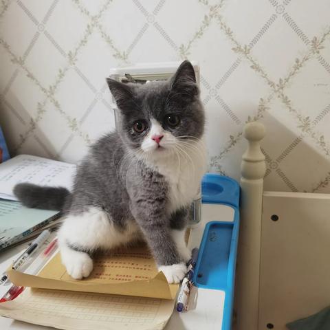 关于二个月小猫的习性观察