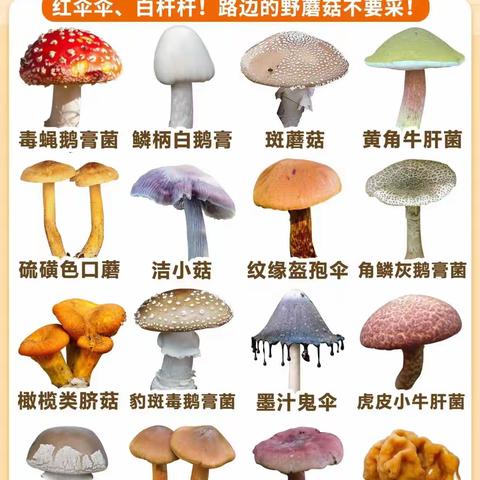 大方县对江镇中心幼儿园预防野生菌中毒知识宣传