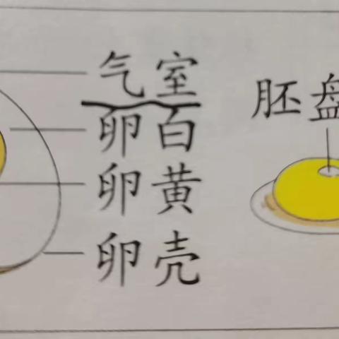 "东西"和"南北"的蛋生史