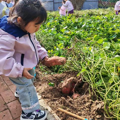 秋收冬藏 “薯”你快乐——中一班项目课程