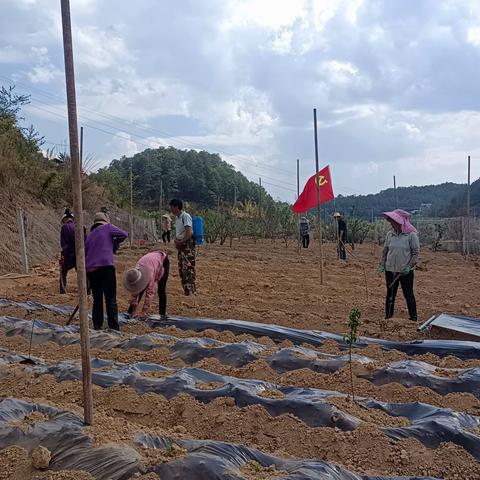 航椒1号为村集体经济新发展开良方