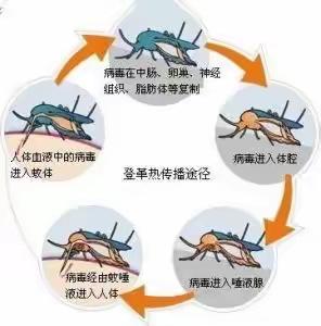 【卫生保健】预防登革热 守护儿童健康