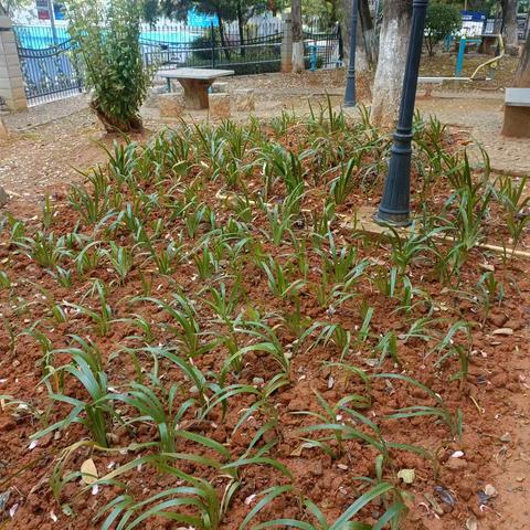 城市花园物业-水木莲花物业服务中心11月工作月报