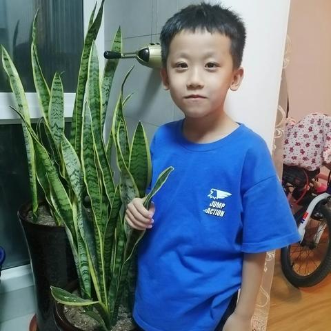 小瞪羚的盛夏，瞧瞧我的虎皮兰！