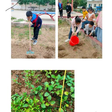 圪勒桥小学劳动实践——种植篇