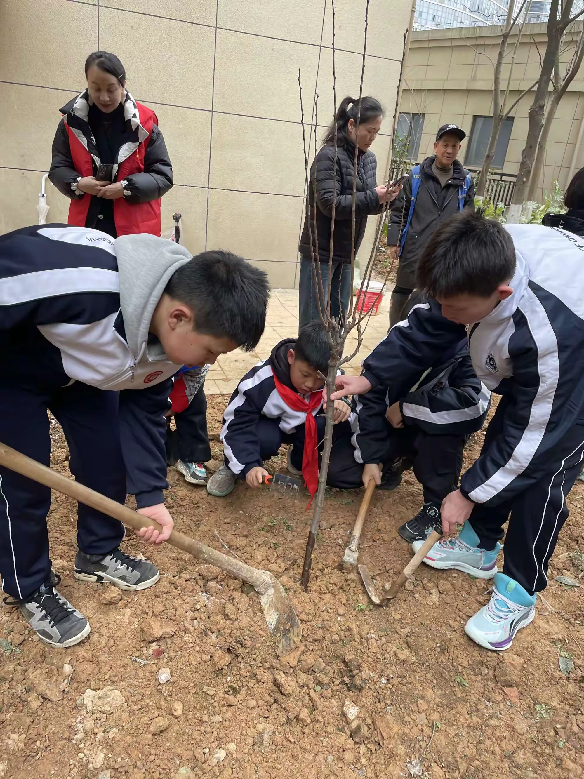一中岳麓中学2311班植树节活动