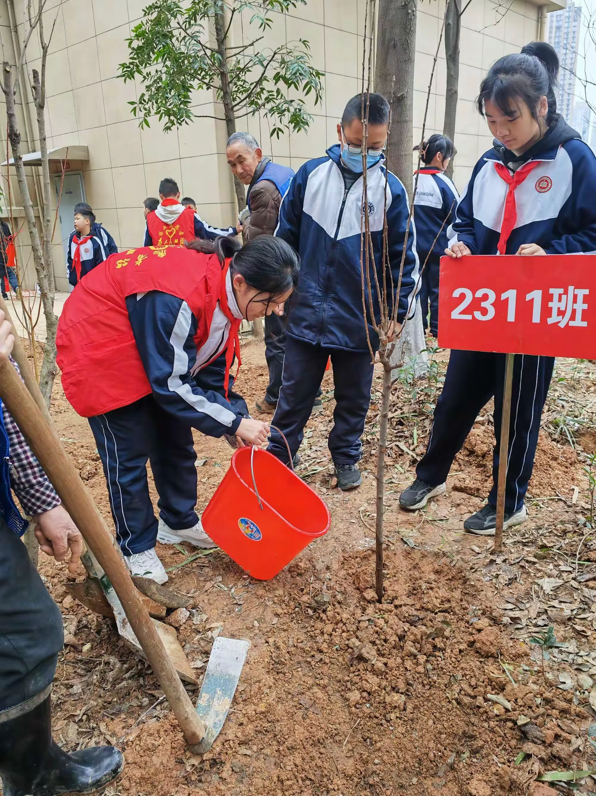 一中岳麓中学2311班植树节活动
