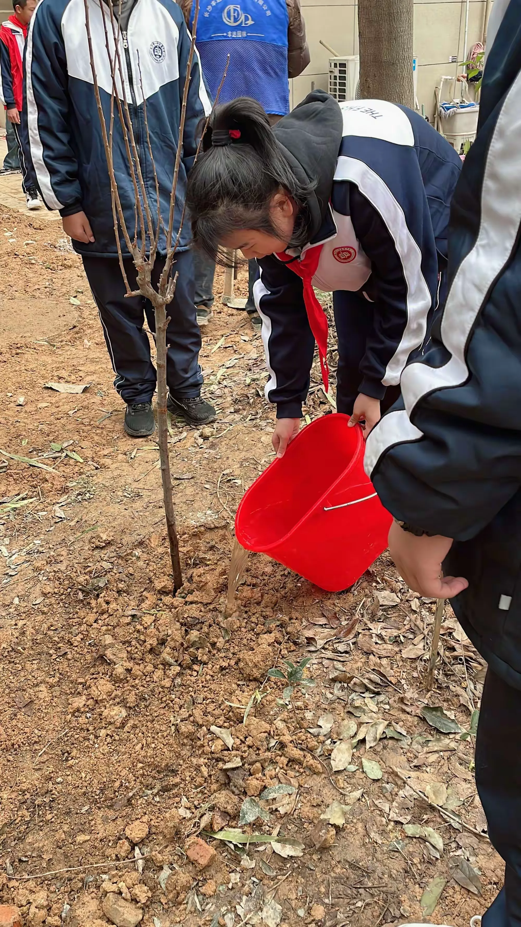 一中岳麓中学2311班植树节活动