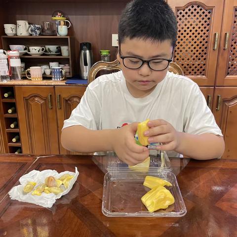 菠萝蜜幼苗培育记录