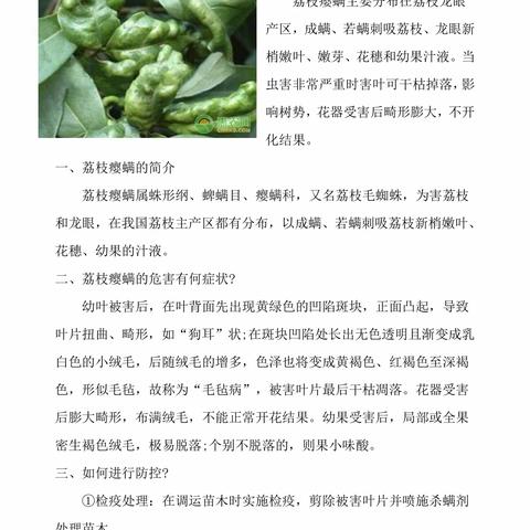 荔枝瘿螨防虫知识