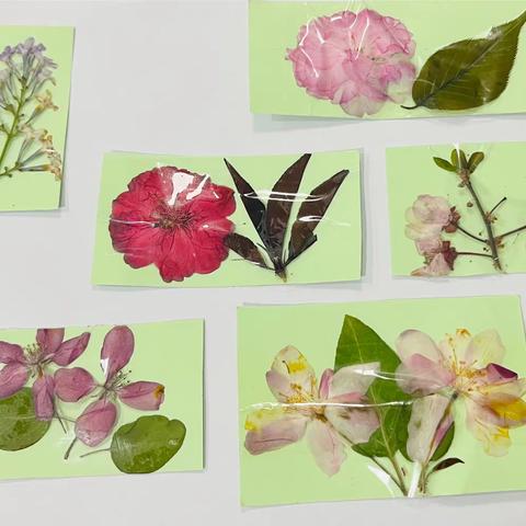 与黎明共舞—笑的花朵、紫云英地、花魂