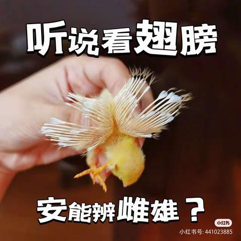 芦丁鸡成长日记