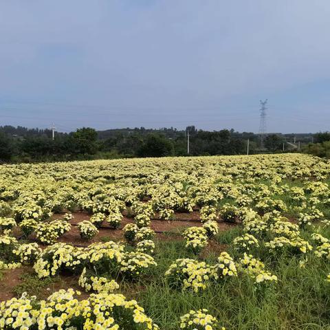 龙池沟社区奏响乡村振兴进行曲