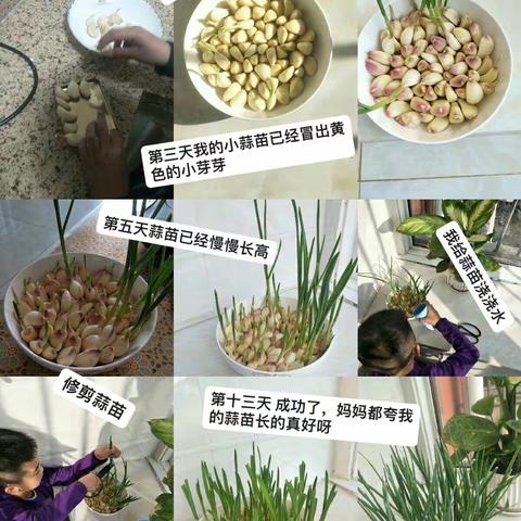 我与蒜苗共成长