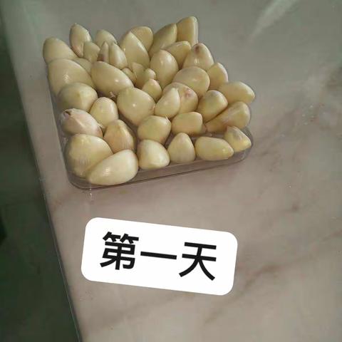 蒜苗的神奇的生长过程
