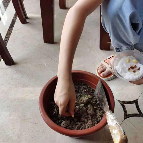 毛豆种植记